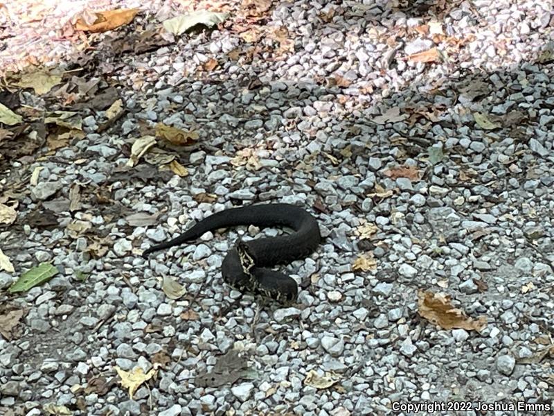 Western Cottonmouth (Agkistrodon piscivorus leucostoma)