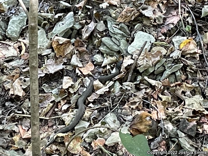 Western Cottonmouth (Agkistrodon piscivorus leucostoma)