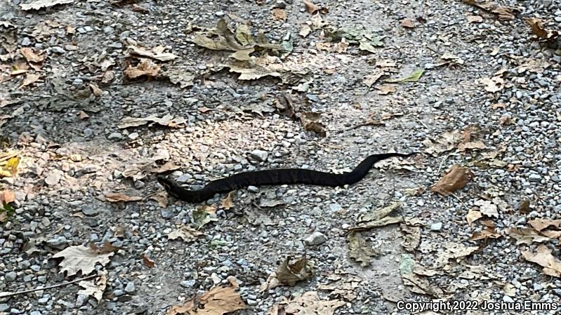 Western Cottonmouth (Agkistrodon piscivorus leucostoma)