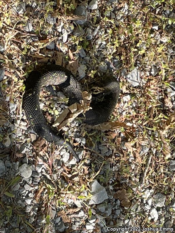 Western Cottonmouth (Agkistrodon piscivorus leucostoma)