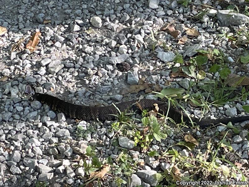 Western Cottonmouth (Agkistrodon piscivorus leucostoma)