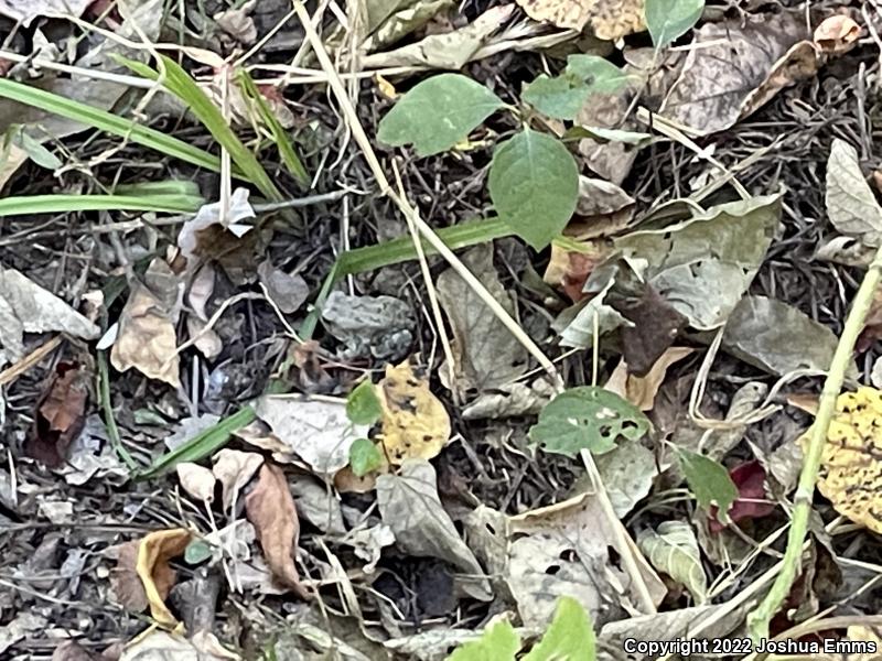 Fowler's Toad (Anaxyrus fowleri)