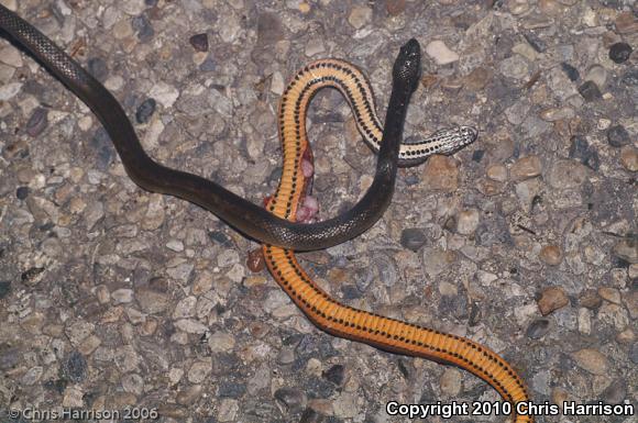 Smith's Two-spotted Snake (Coniophanes bipunctatus biseriatus)