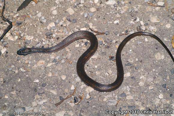 Smith's Two-spotted Snake (Coniophanes bipunctatus biseriatus)