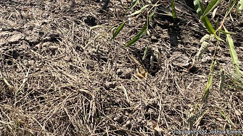 Southern Leopard Frog (Lithobates sphenocephalus utricularius)