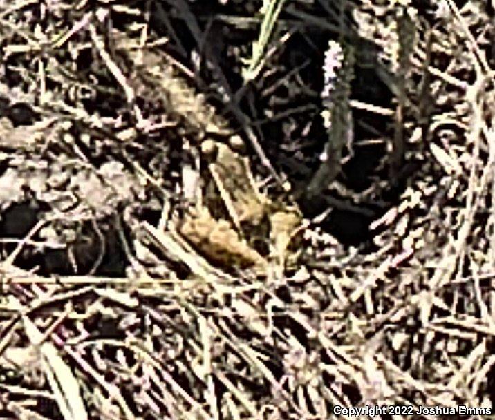 Southern Leopard Frog (Lithobates sphenocephalus utricularius)