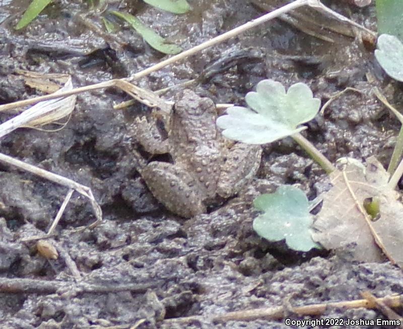 Eastern Cricket Frog (Acris crepitans crepitans)