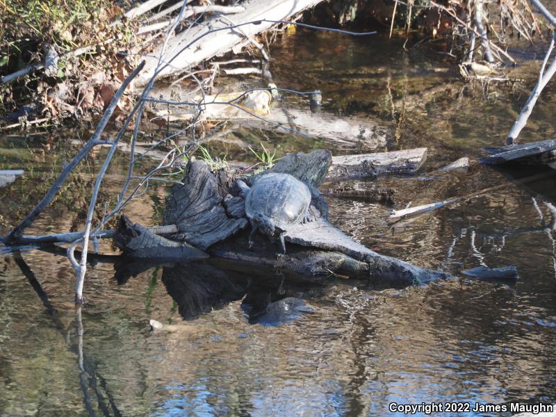 Red-eared Slider (Trachemys scripta elegans)