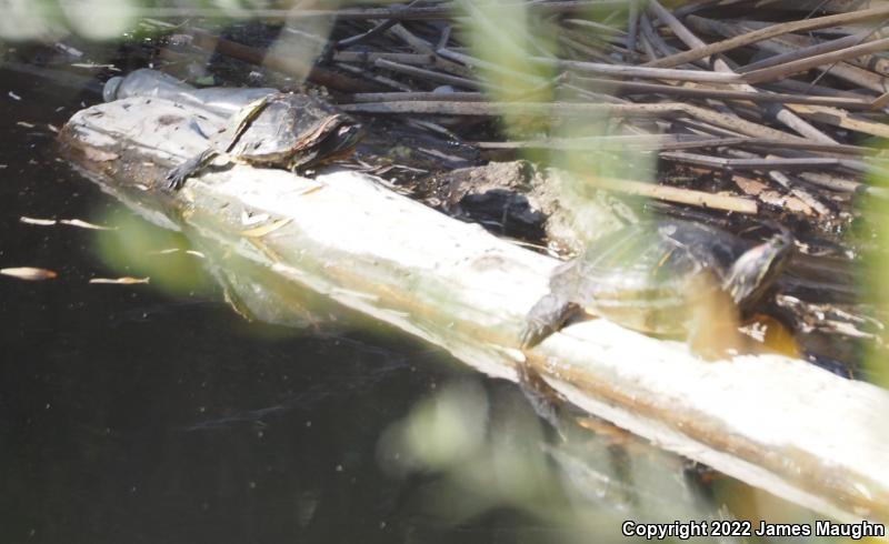 Red-eared Slider (Trachemys scripta elegans)