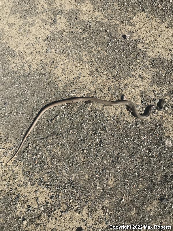 Western Yellow-bellied Racer (Coluber constrictor mormon)