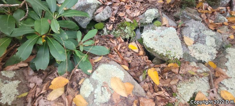 Northern  Copperhead (Agkistrodon contortrix mokasen)