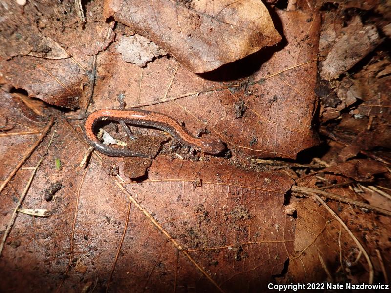 Eastern Red-backed Salamander (Plethodon cinereus)