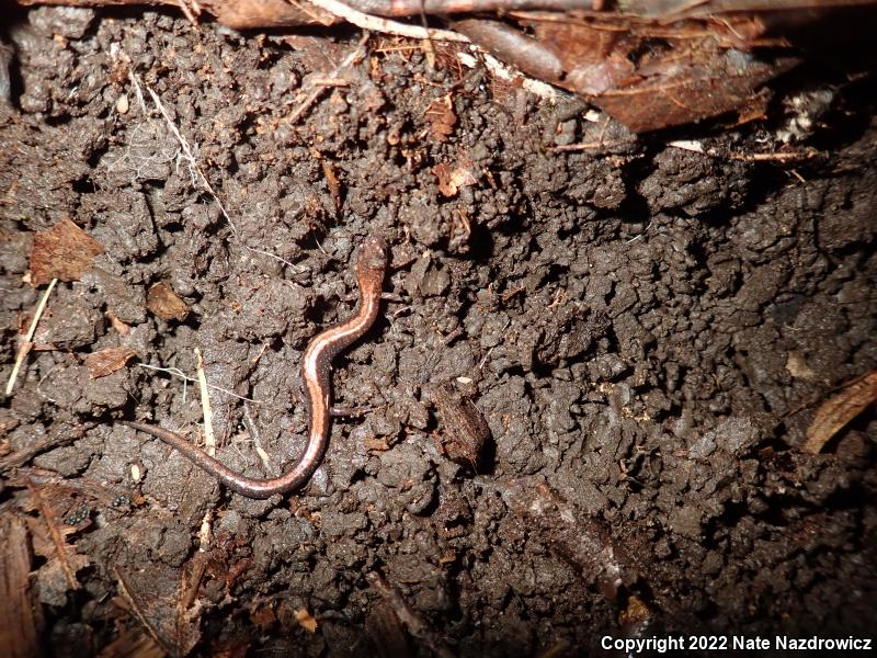 Eastern Red-backed Salamander (Plethodon cinereus)