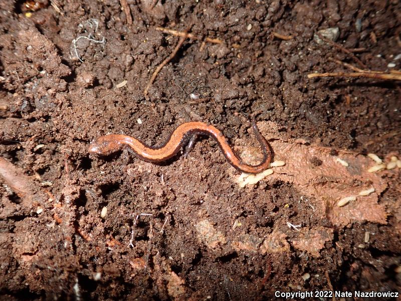 Eastern Red-backed Salamander (Plethodon cinereus)