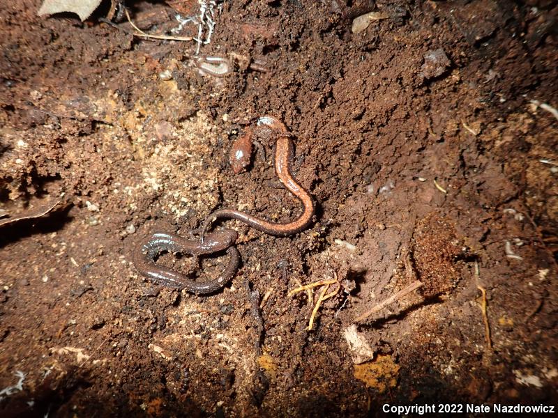 Eastern Red-backed Salamander (Plethodon cinereus)