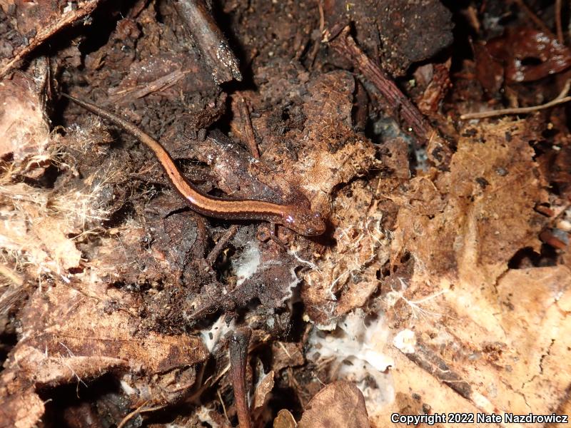 Eastern Red-backed Salamander (Plethodon cinereus)