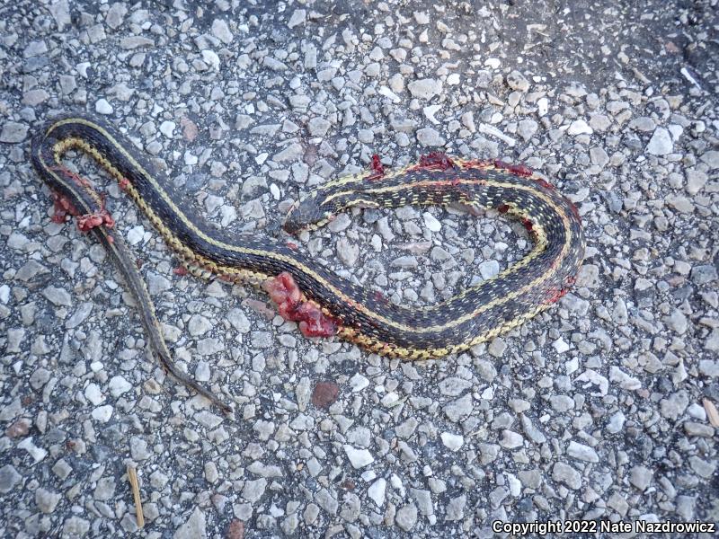 Eastern Gartersnake (Thamnophis sirtalis sirtalis)