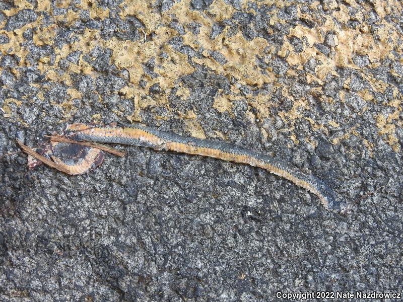 Northern Ring-necked Snake (Diadophis punctatus edwardsii)