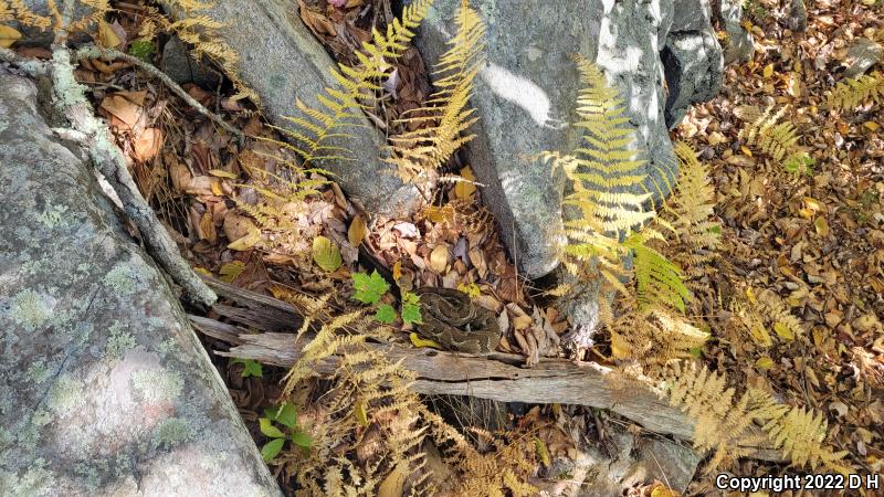 Timber Rattlesnake (Crotalus horridus)