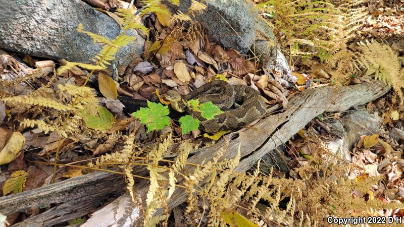 Timber Rattlesnake (Crotalus horridus)