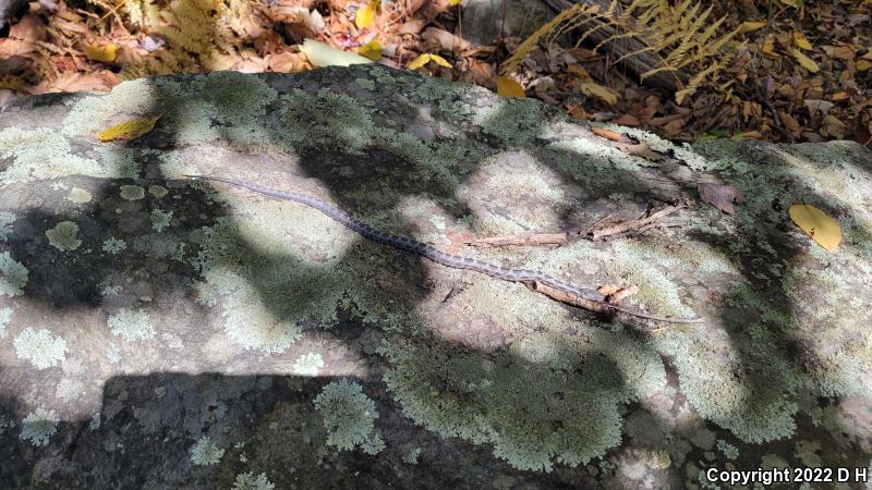 Black Ratsnake (Pantherophis obsoletus obsoletus)