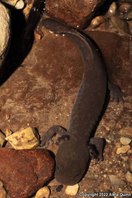 Idaho Giant Salamander (Dicamptodon aterrimus)