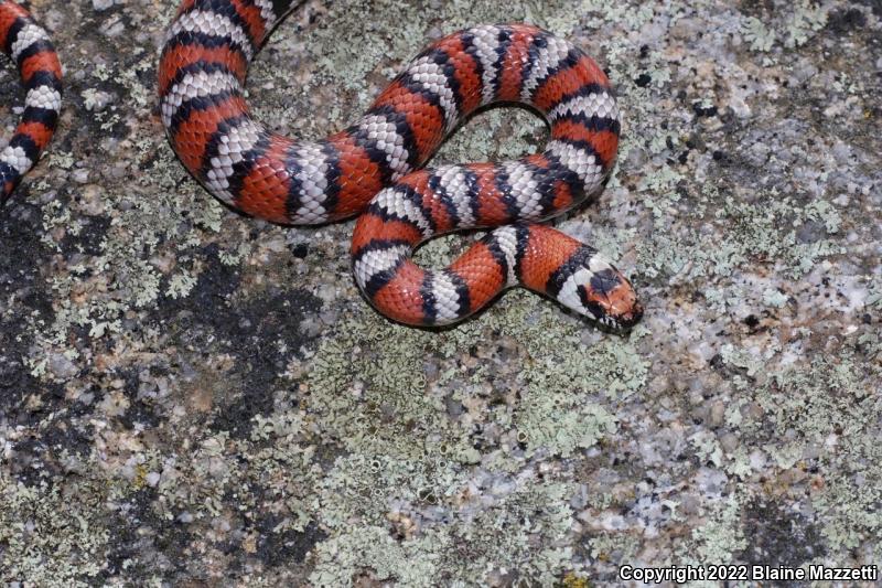 Baja California Mountain Kingsnake (Lampropeltis zonata agalma)