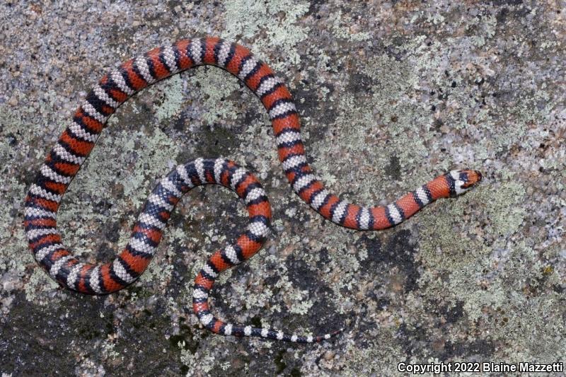 Baja California Mountain Kingsnake (Lampropeltis zonata agalma)