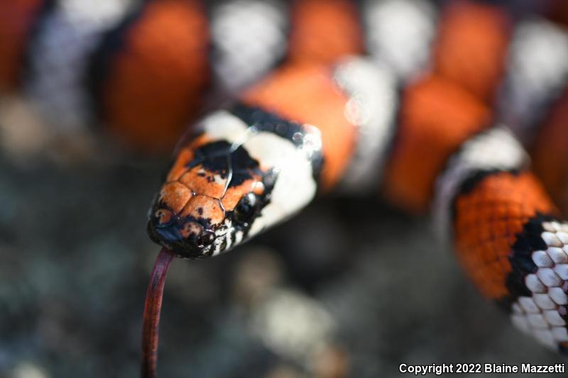 Baja California Mountain Kingsnake (Lampropeltis zonata agalma)