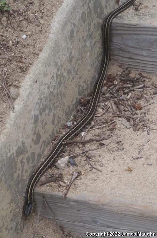 Coast Gartersnake (Thamnophis elegans terrestris)