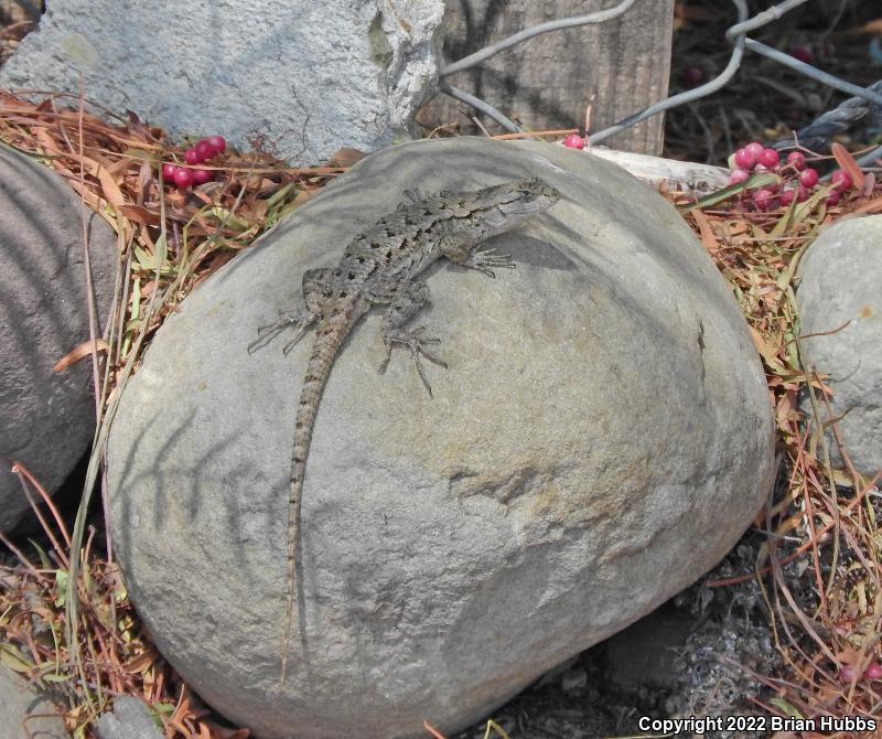 Great Basin Fence Lizard (Sceloporus occidentalis longipes)