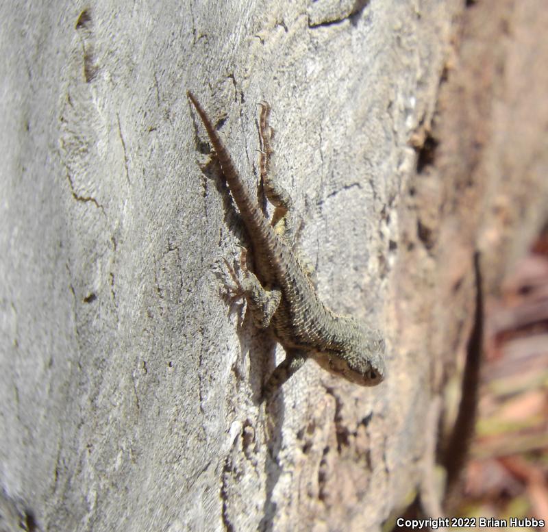 Great Basin Fence Lizard (Sceloporus occidentalis longipes)