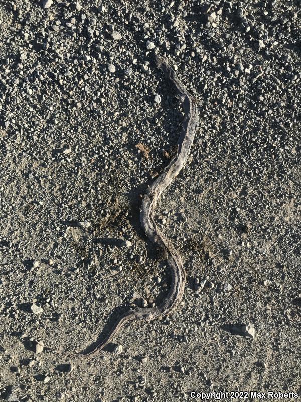 Western Yellow-bellied Racer (Coluber constrictor mormon)