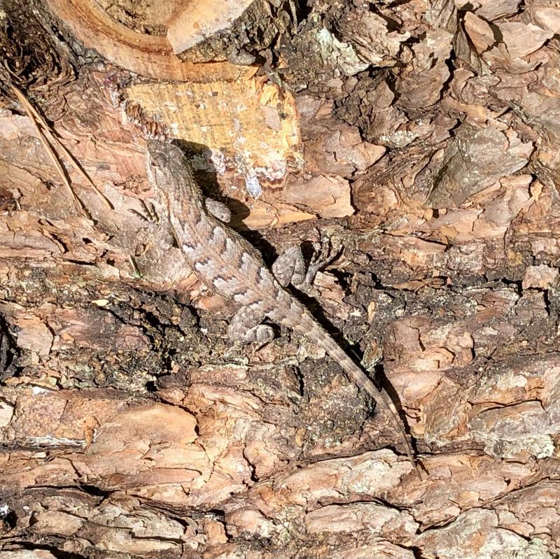 Eastern Fence Lizard (Sceloporus undulatus)