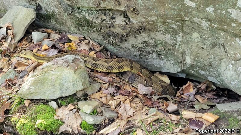 Timber Rattlesnake (Crotalus horridus)