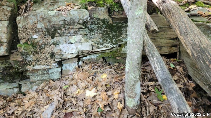 Timber Rattlesnake (Crotalus horridus)