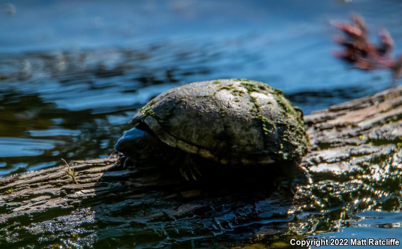 Eastern Musk Turtle (Sternotherus odoratus)