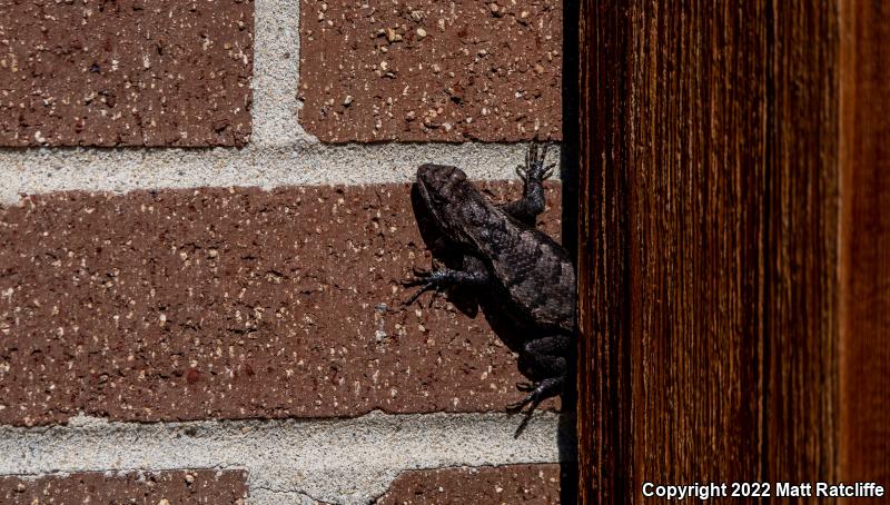 Eastern Fence Lizard (Sceloporus undulatus)