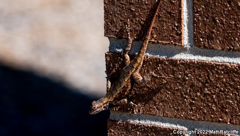 Eastern Fence Lizard (Sceloporus undulatus)