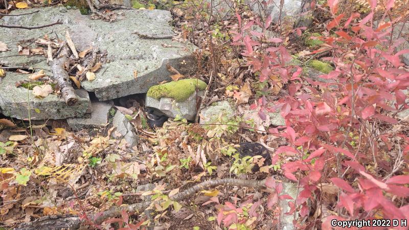 Timber Rattlesnake (Crotalus horridus)