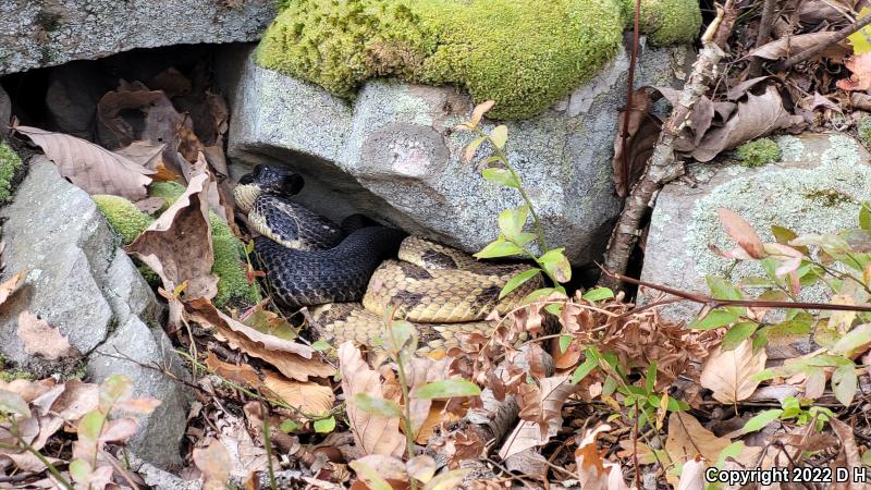 Timber Rattlesnake (Crotalus horridus)