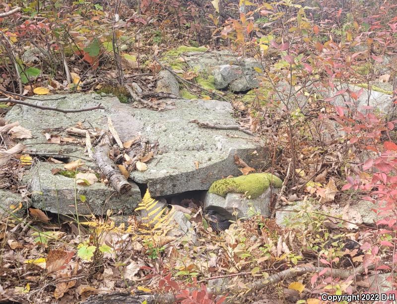 Timber Rattlesnake (Crotalus horridus)