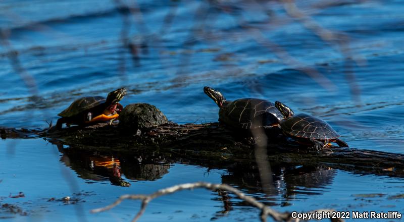 Eastern Painted Turtle (Chrysemys picta picta)