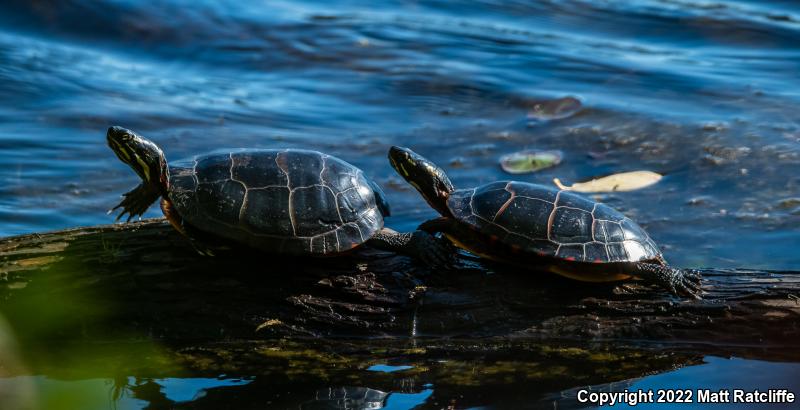 Eastern Painted Turtle (Chrysemys picta picta)