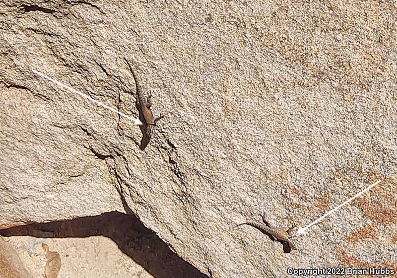 Yarrow's Lizard (Sceloporus jarrovii)