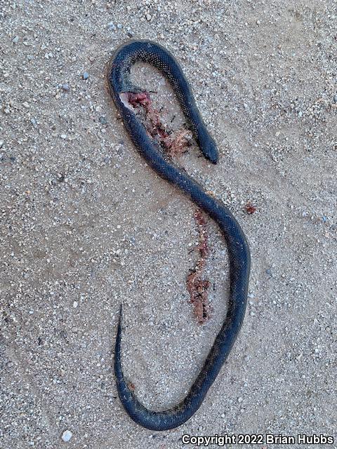 Desert Kingsnake (Lampropeltis getula splendida)