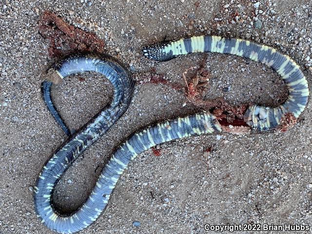 Desert Kingsnake (Lampropeltis getula splendida)