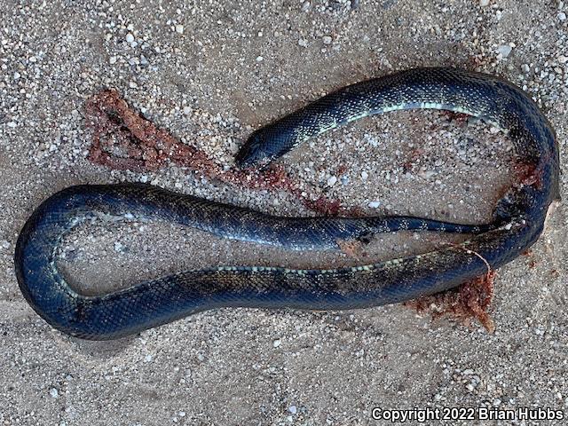 Desert Kingsnake (Lampropeltis getula splendida)