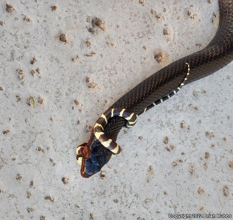 California Kingsnake (Lampropeltis getula californiae)