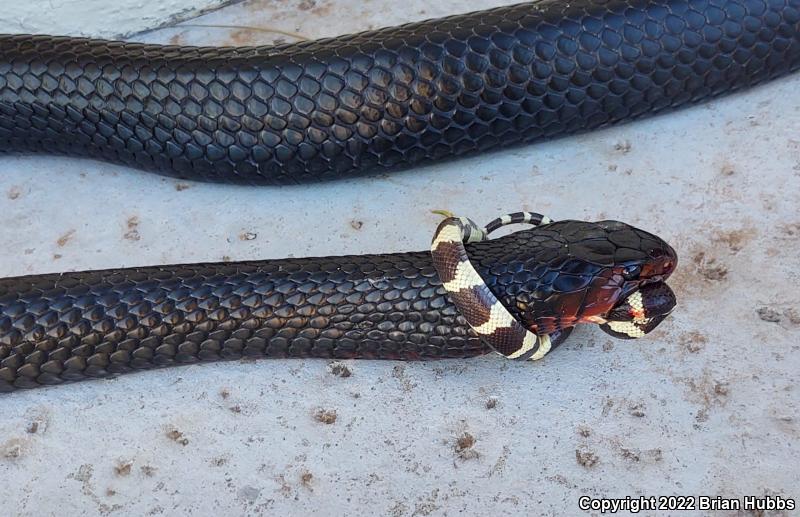 California Kingsnake (Lampropeltis getula californiae)